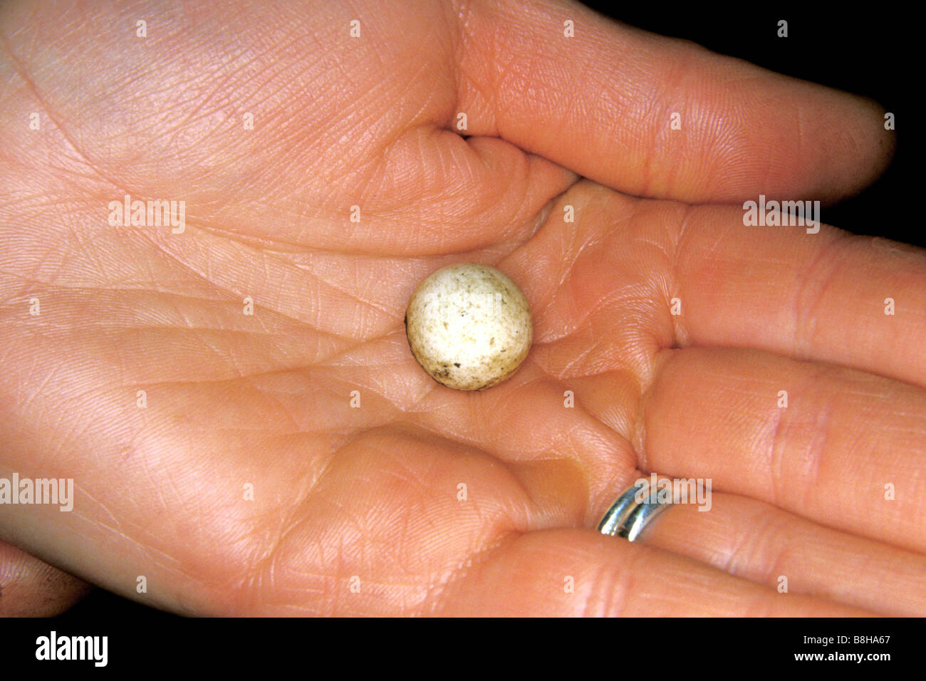 The egg of a Short-nosed Echidna, Short-beaked Echidna, Spiny Anteater (Tachyglossus aculeatus) on the palm of a hand Stock Photo