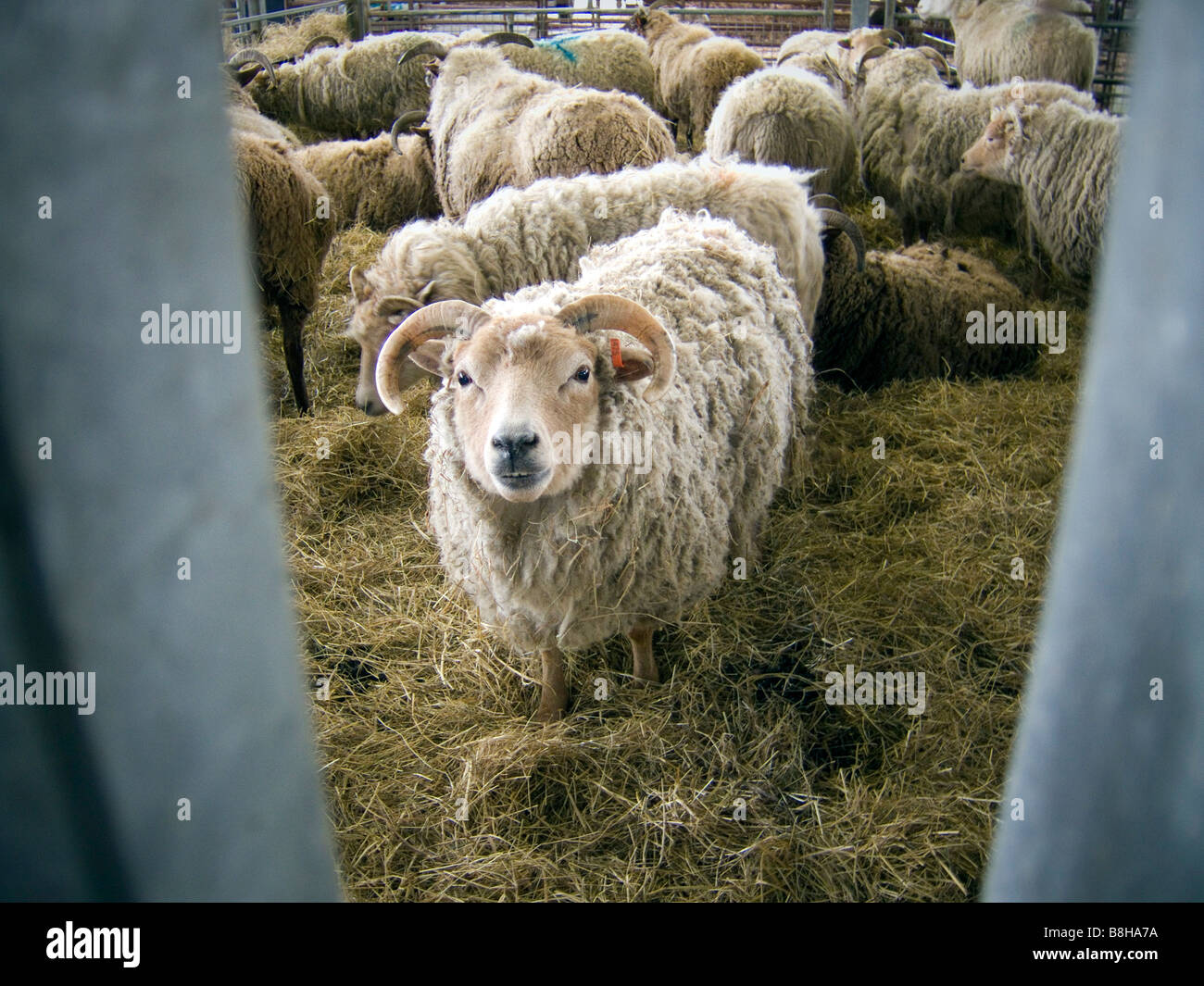 Sheep / Ram in a pen on a Farm Stock Photo