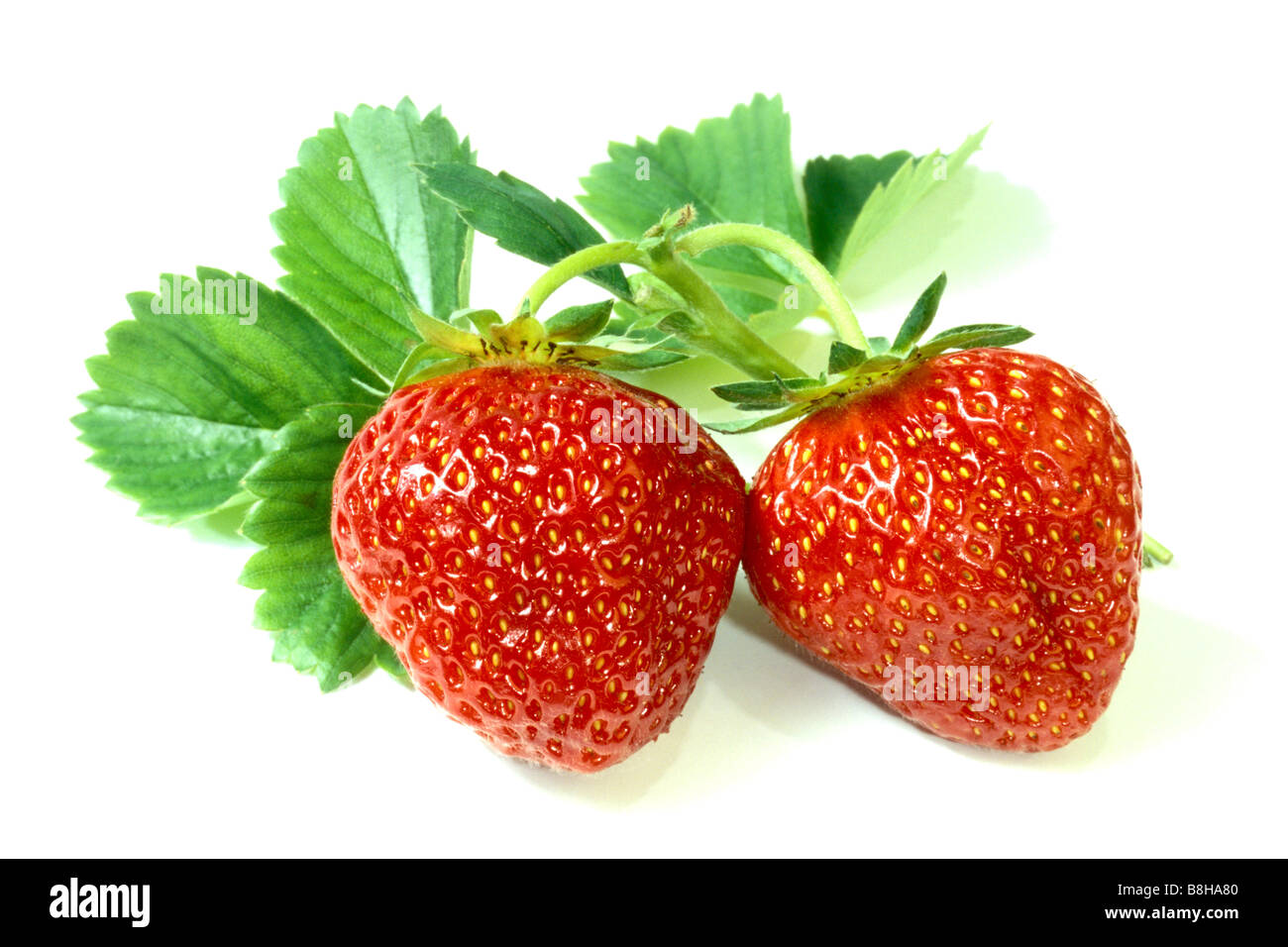 Strawberry (Fragaria x ananassa), ripe fruit, studio picture Stock Photo