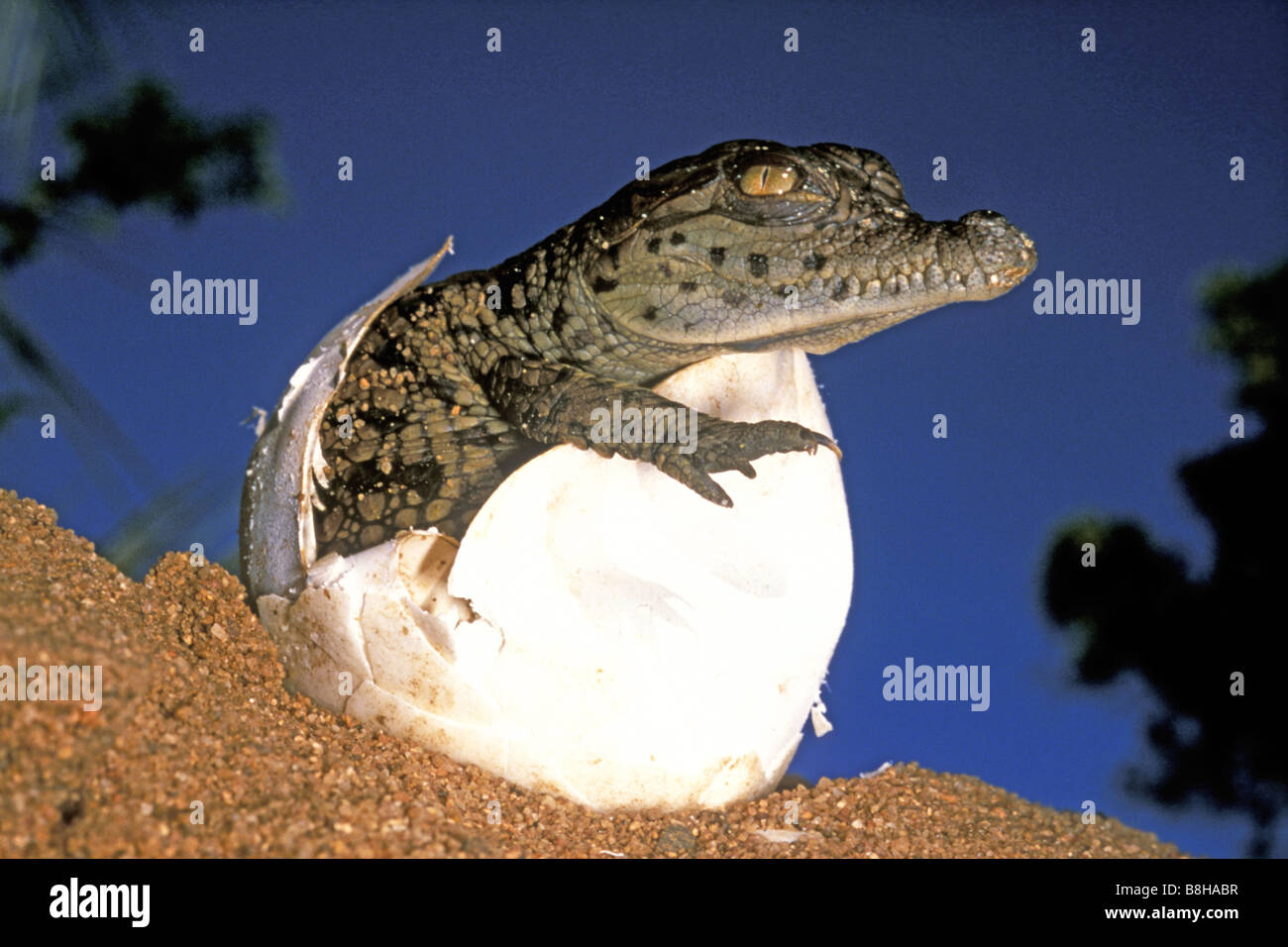 Nile Crocodile (Crocodylus niloticus), hatching young Stock Photo