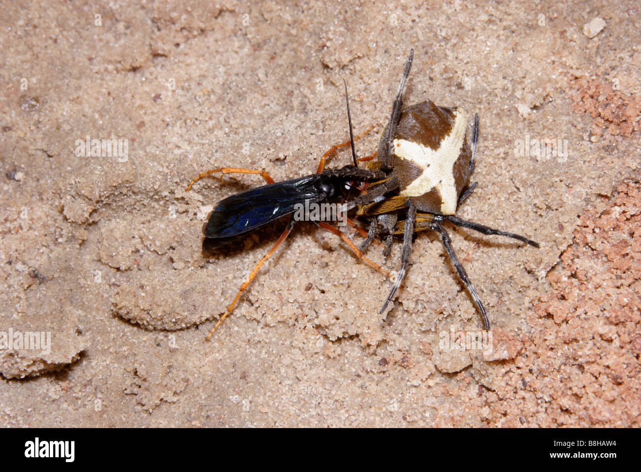 Spider hunting wasp Pompilidae taking a large orb web spider Megaraneus gabonensis to her burrow in rainforest Ghana Stock Photo