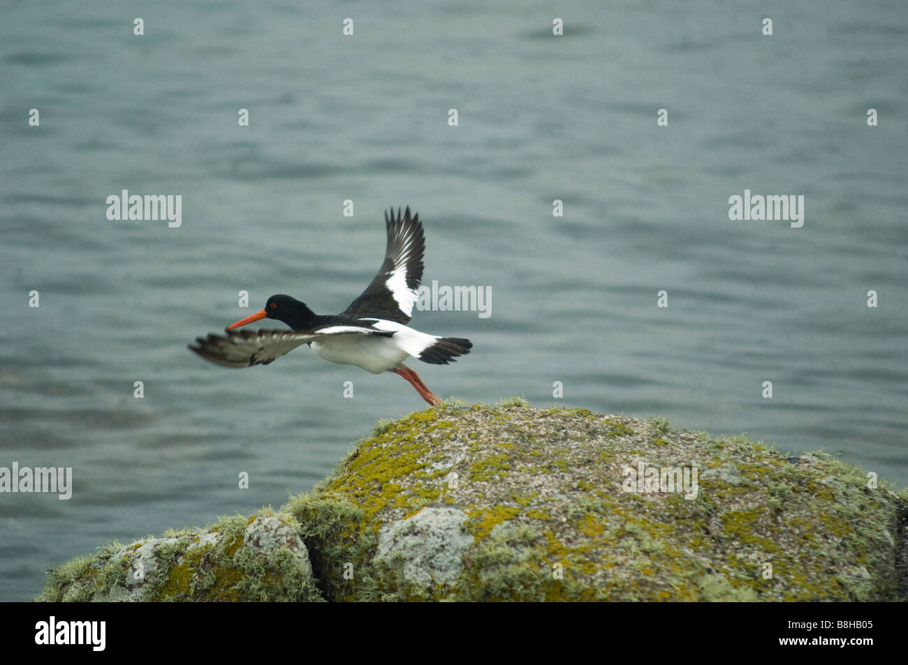 Oystercatcher taking off from rock with wings outspread at Old Grimsby, Stock Photo