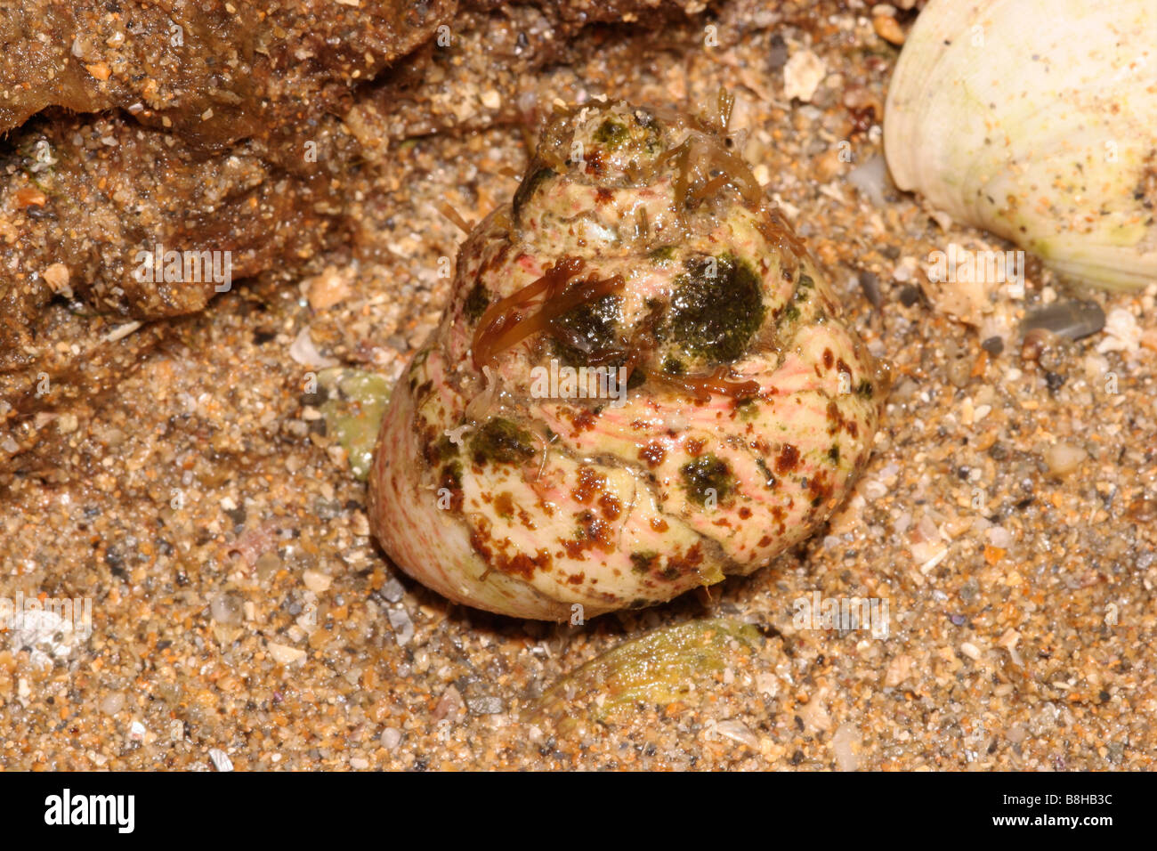 Turban top shell Gibbula magus Trochidae exposed alive on a spring tide UK Stock Photo