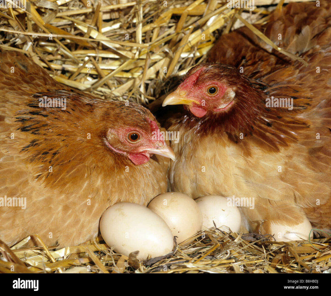 Domestic chicken. Two hens with eggs. Germany Stock Photo