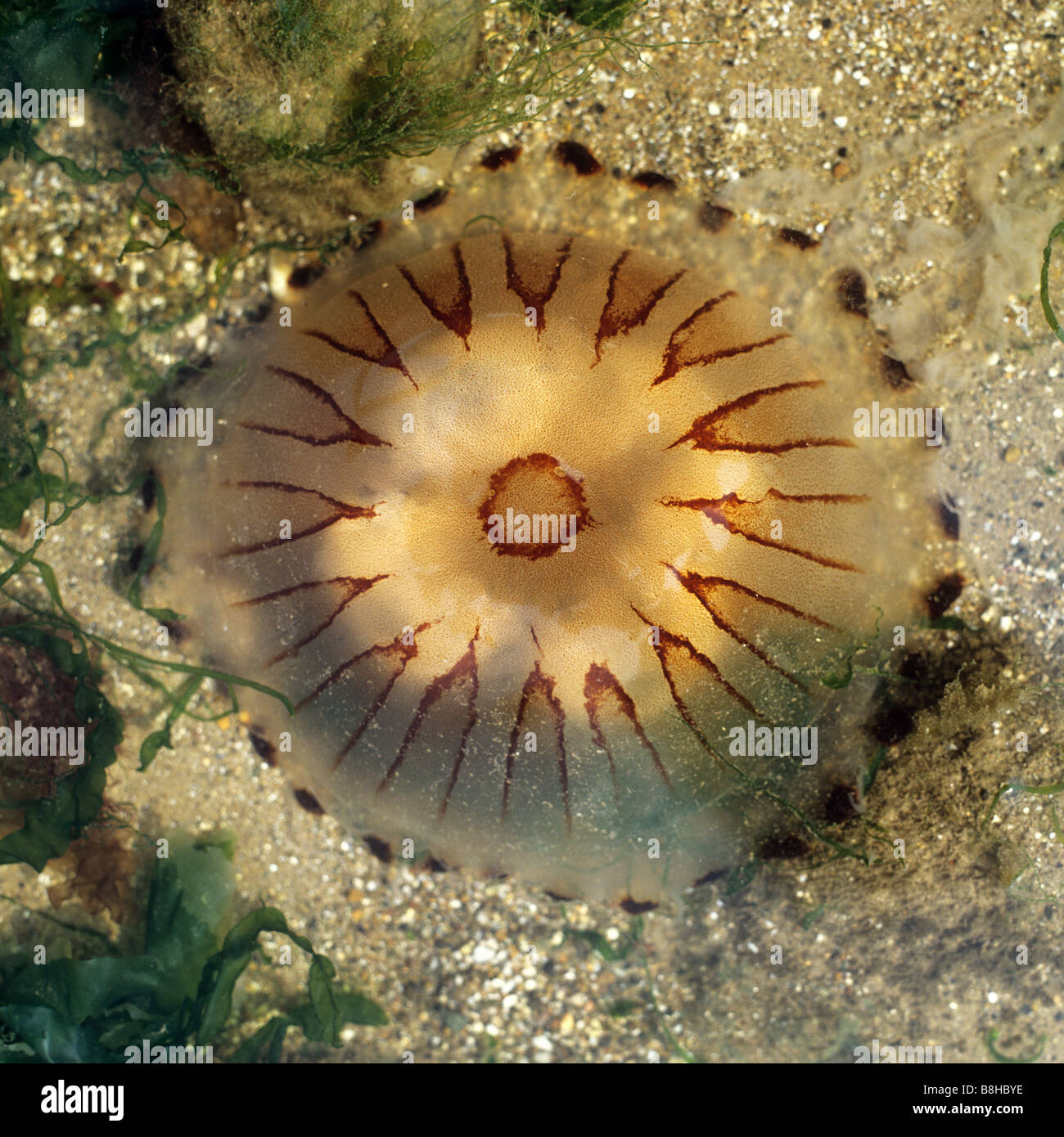 Compass Jellyfish (Chrysaora hysoscella) swimming Stock Photo Alamy