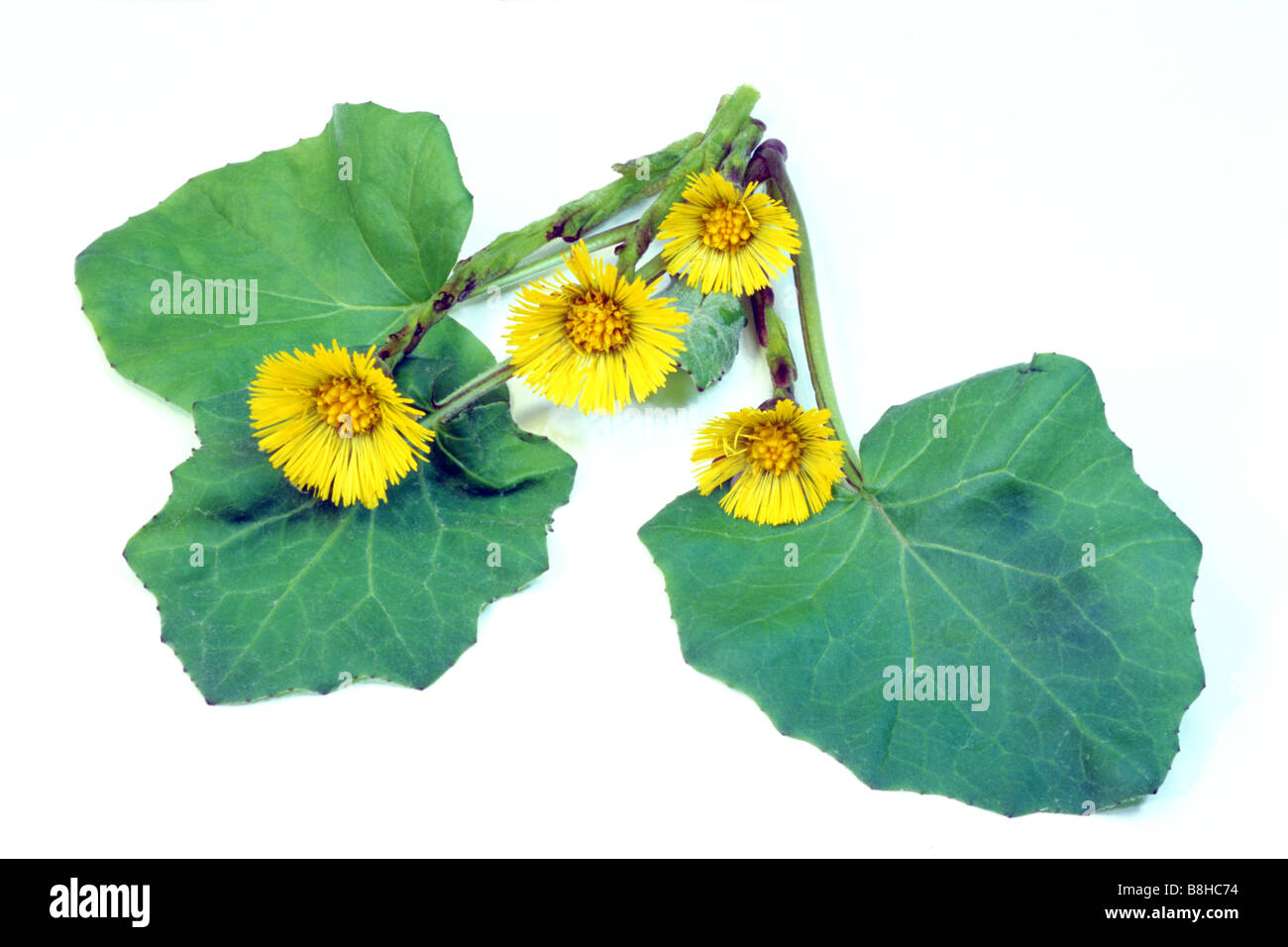 Coltsfoot (Tussilago farfara), flowers and leaves, studio picture Stock Photo