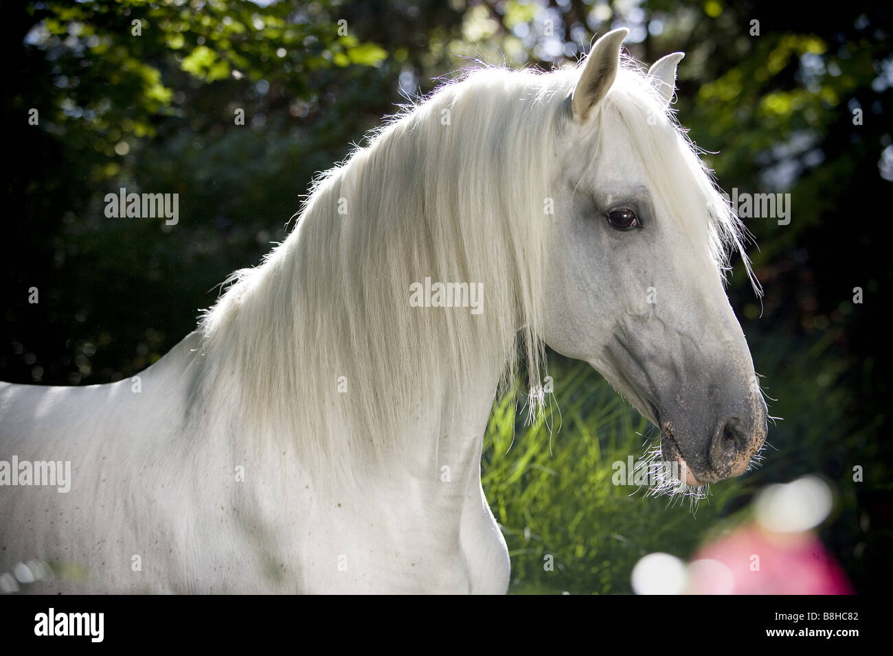 Pure Spanish-bred horse - portrait Stock Photo