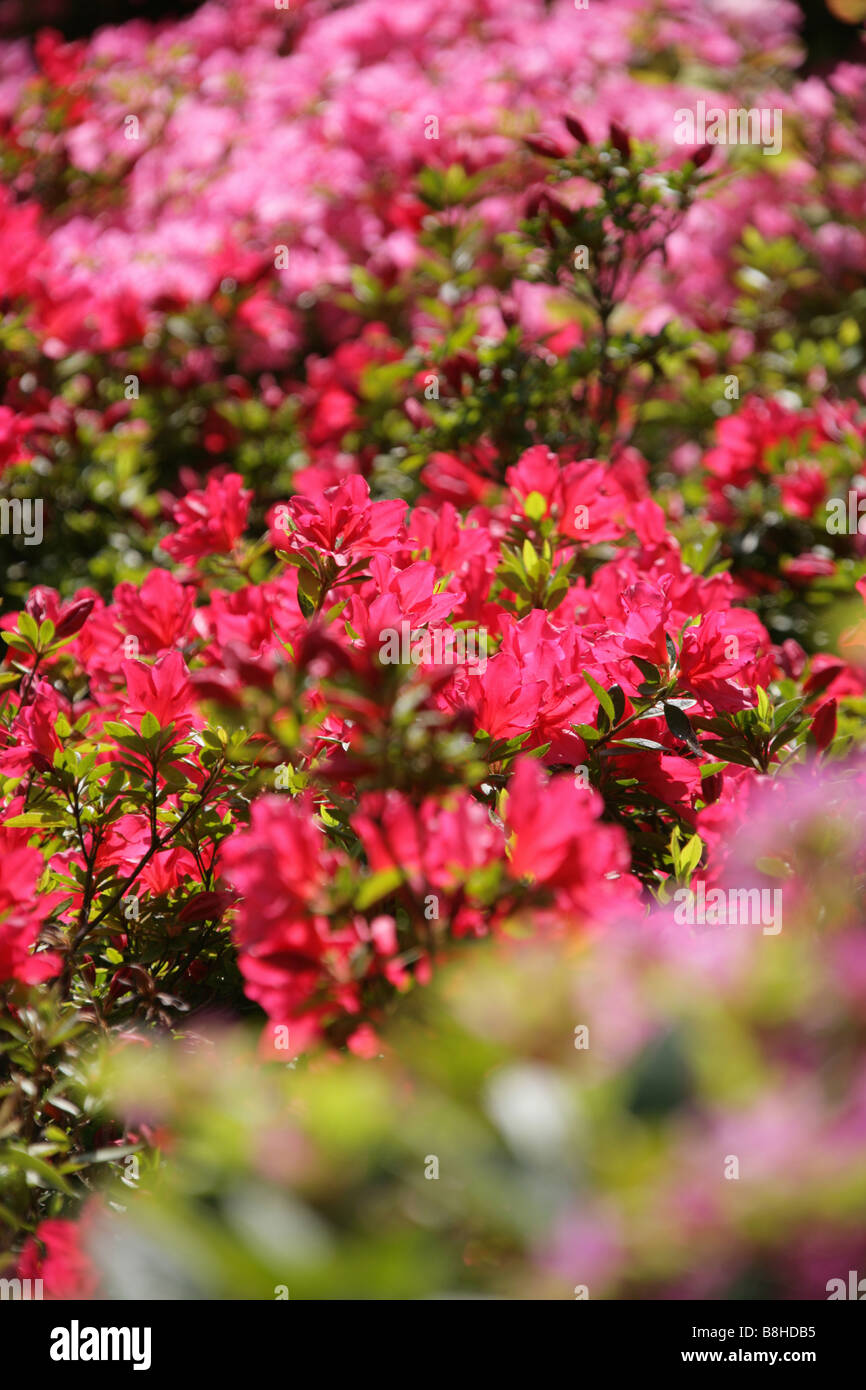 Pink and red azalea shrubs Stock Photo Alamy