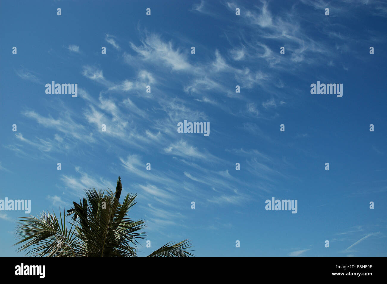 windswept cirrus clouds in blue sky, palm tree, Jumeirah Beach, Dubai, United Arab Emirates, Arabian Gulf, Middle East Stock Photo