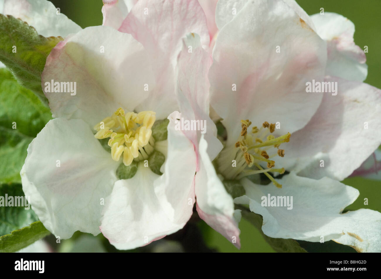 Apple Blossom Flowers in Spring Stock Photo