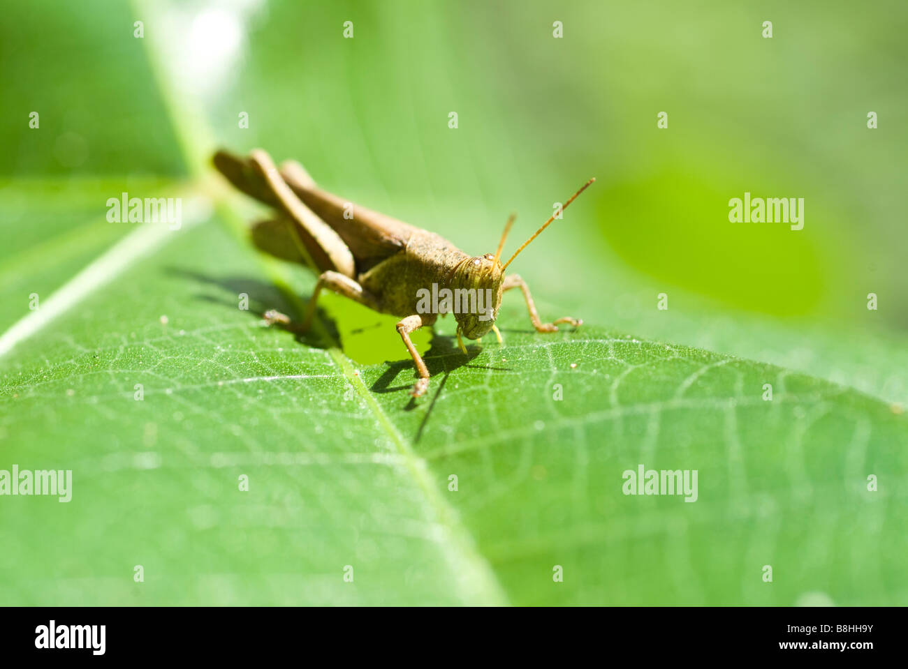 Grasshopper on a leaf in Manuel Antonio National Park, Costa Rica Stock Photo