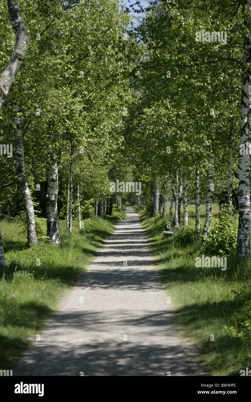 Beautiful forest picture hi-res stock photography and images - Alamy
