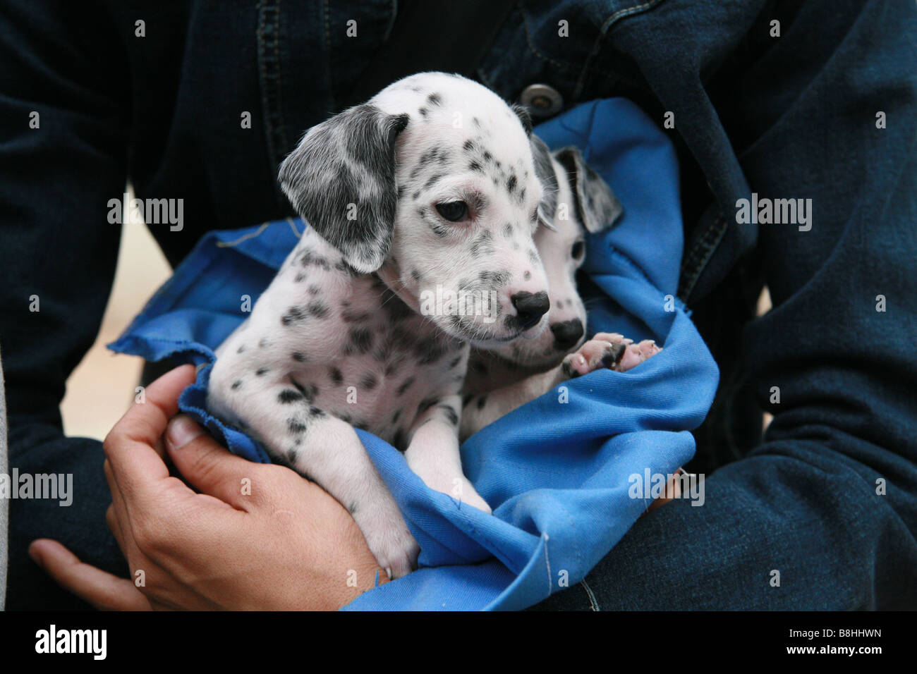 Picture of a two dalmatian puppys Stock Photo