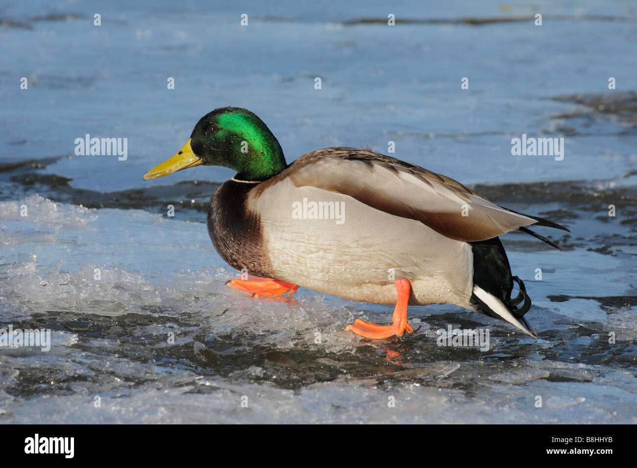 Mallard duck drake on frozen lagoon Victoria British Columbia Canada Stock Photo