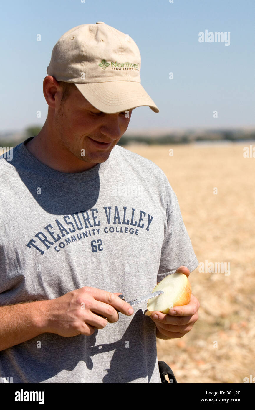 Farmer checks for the moisture content of harvested onions in Canyon County Idaho USA Stock Photo