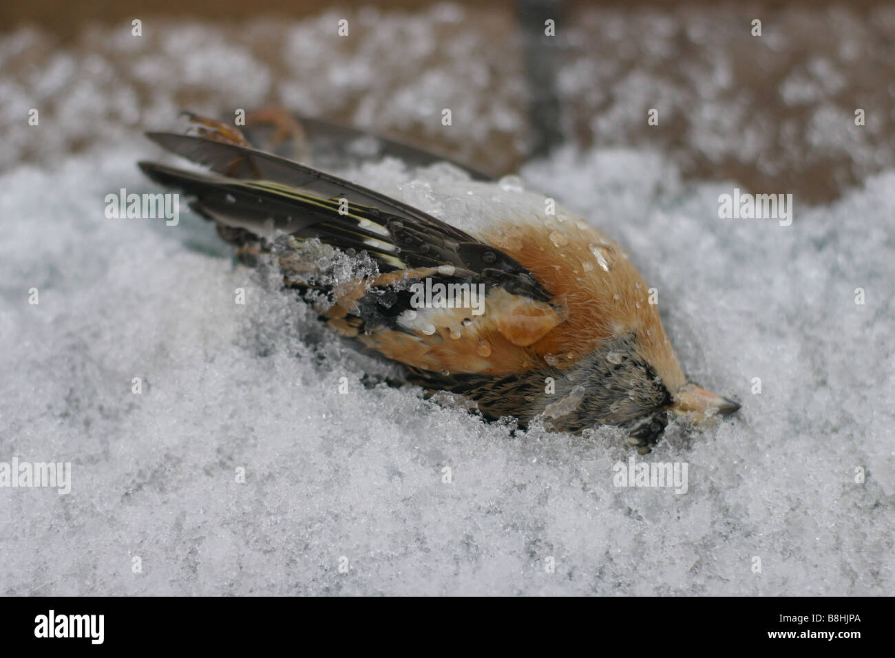 a dead bird lying in the snow Stock Photo