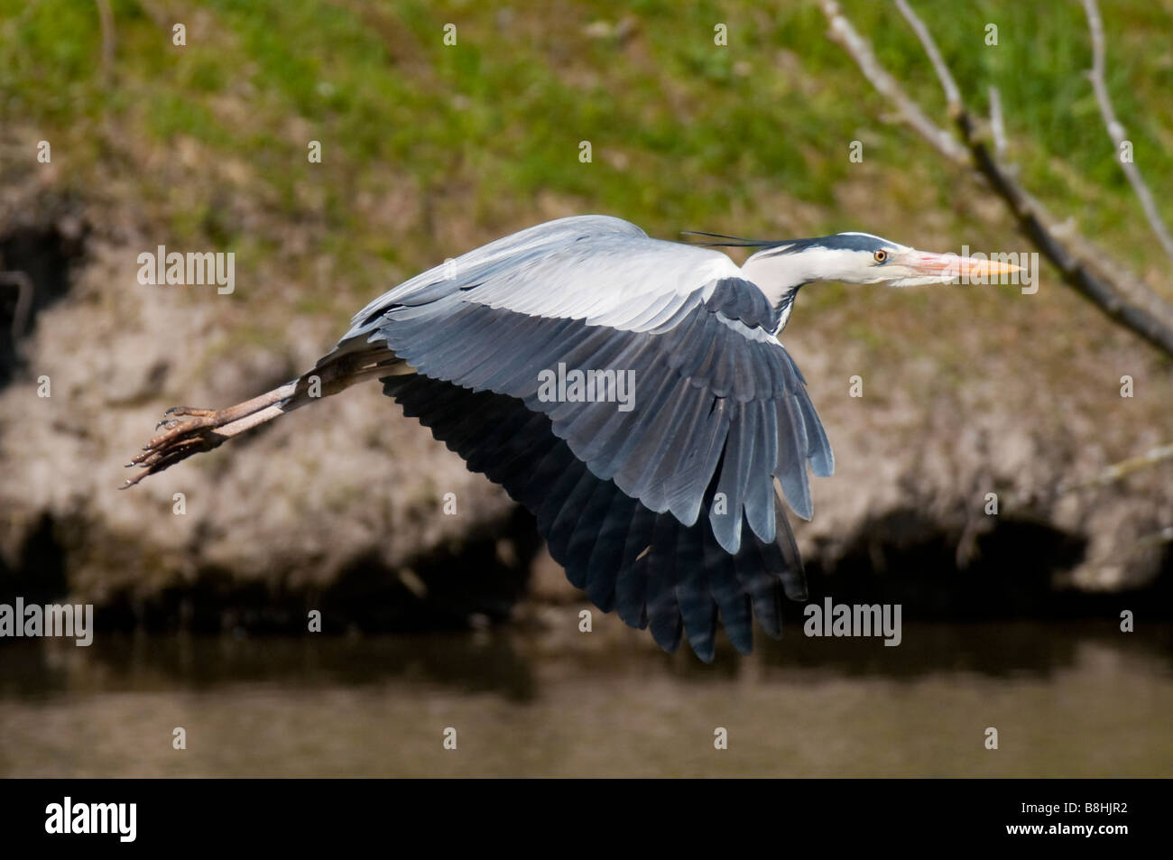 Graureiher im Flug Ardea cinerea Grey Heron flying Stock Photo