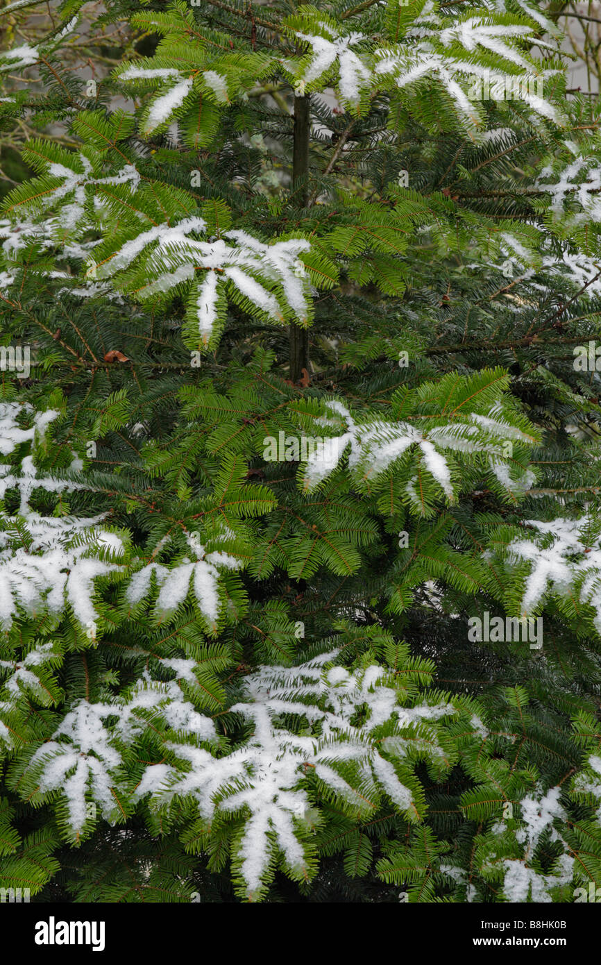Light dusting of snow on fir tree Victoria British Columbia Canada Stock Photo