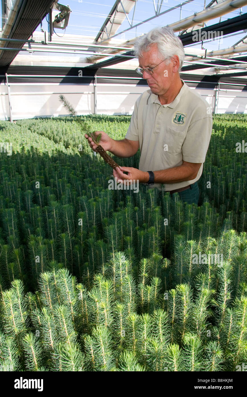 Forset Service Lucky Peak Nursery manager holding an englemann spruce seedling in a greenhouse