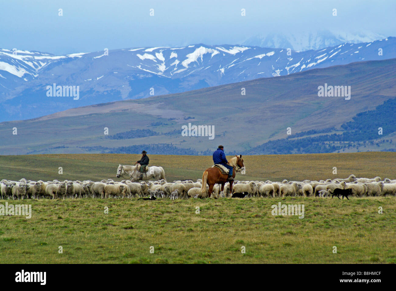 Gauchos herding sheep, Patagonia, Argentina Stock Photo