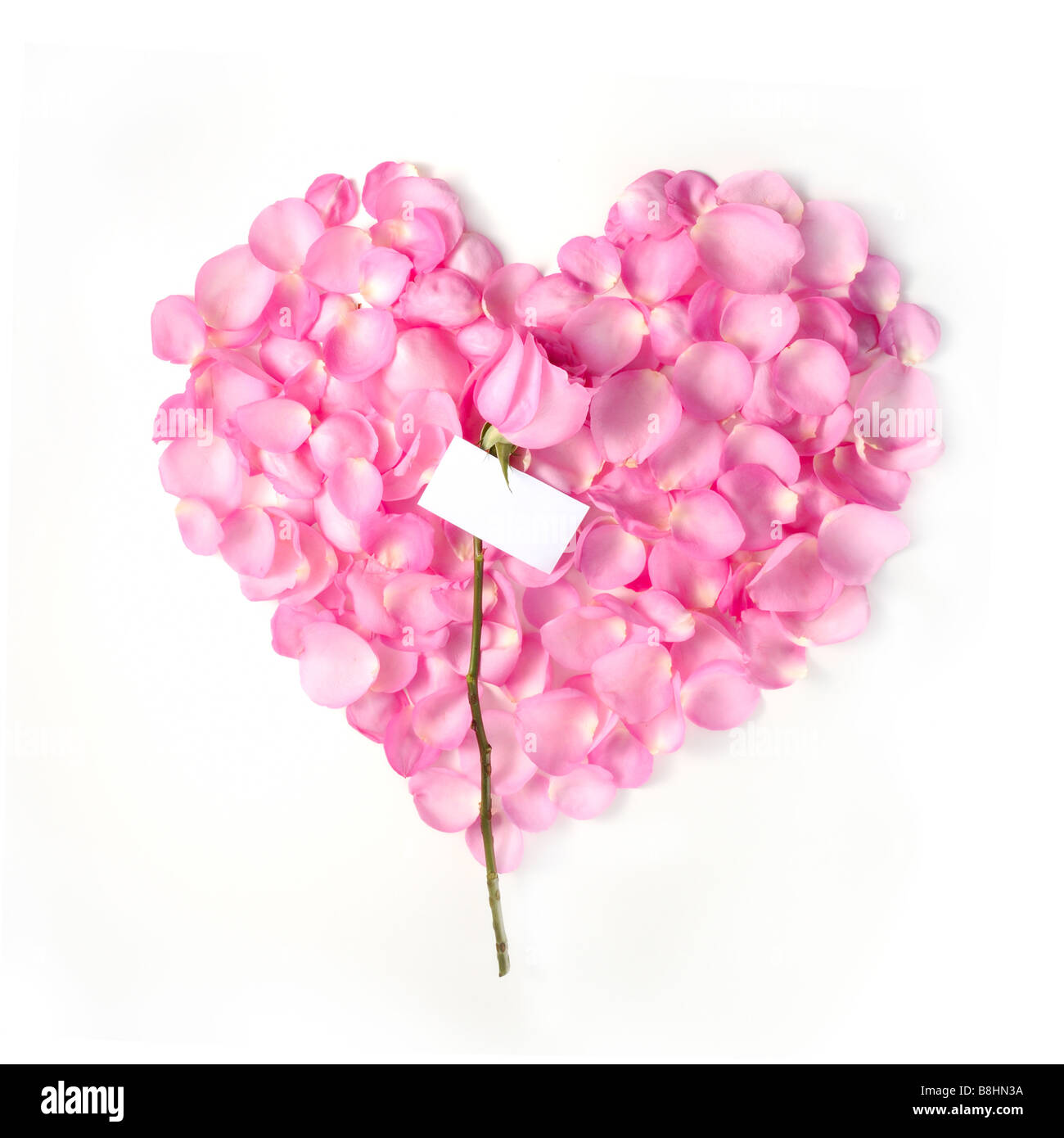 Flower petals in heart shape with pink rose and blank card isolated