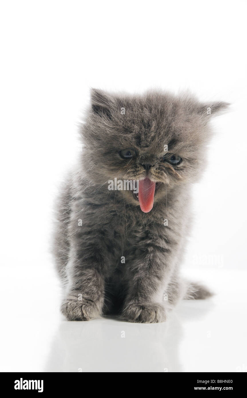 Portrait of small persian cat with tongue out isolated Stock Photo