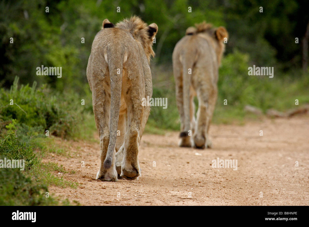 Two male lions - panthera leo (wild Stock Photo - Alamy
