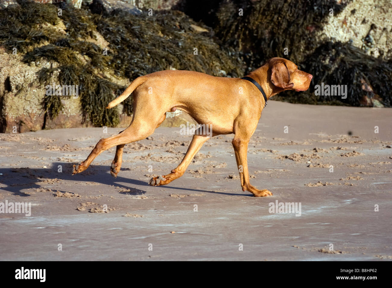 Hungarian Vizsla dog running on beach on Gruinard bay, Wester Ross, Scotland Stock Photo