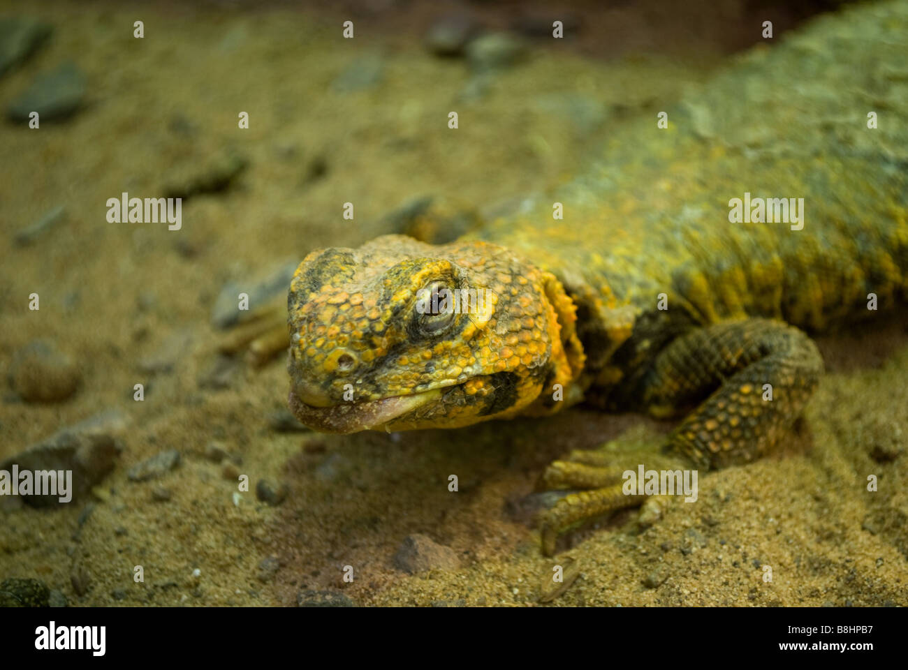 Yellow Lizard 2 Stock Photo