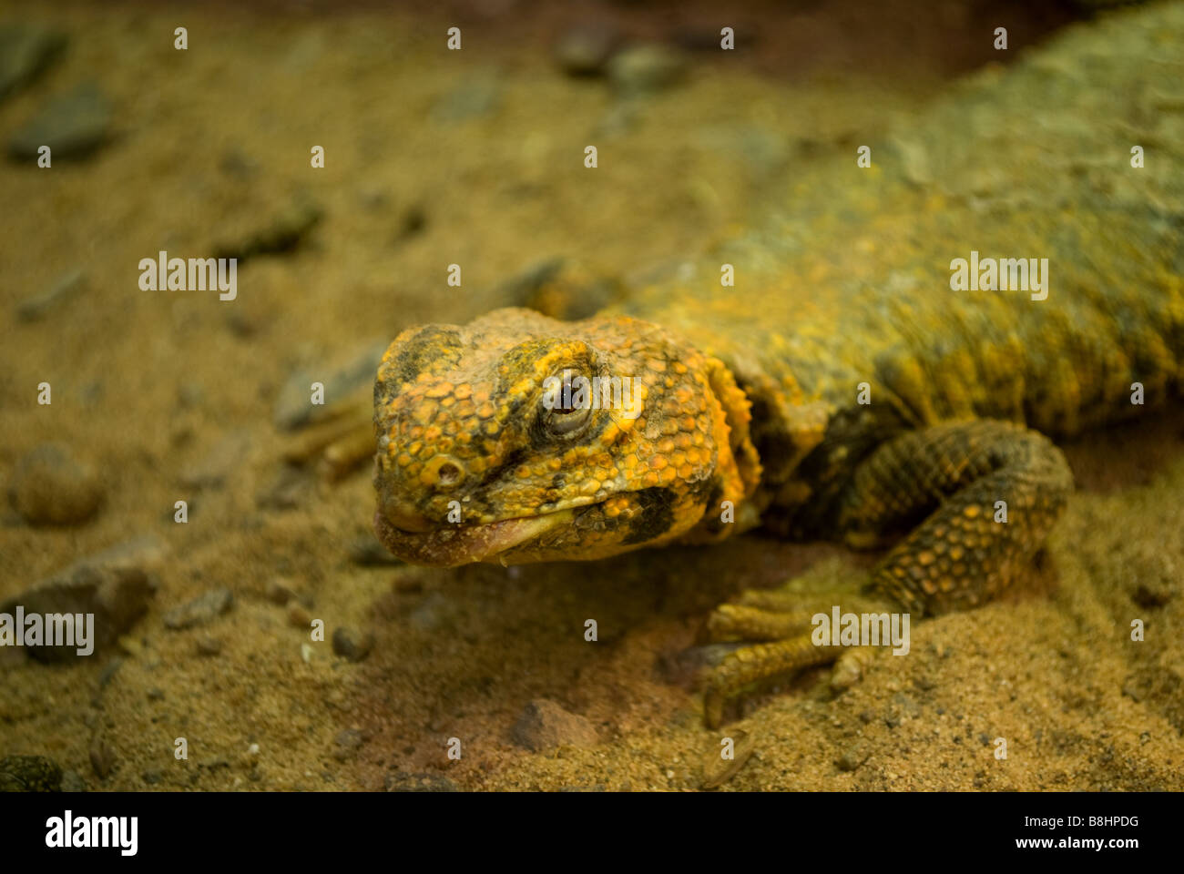 Yellow Lizard 3 Stock Photo