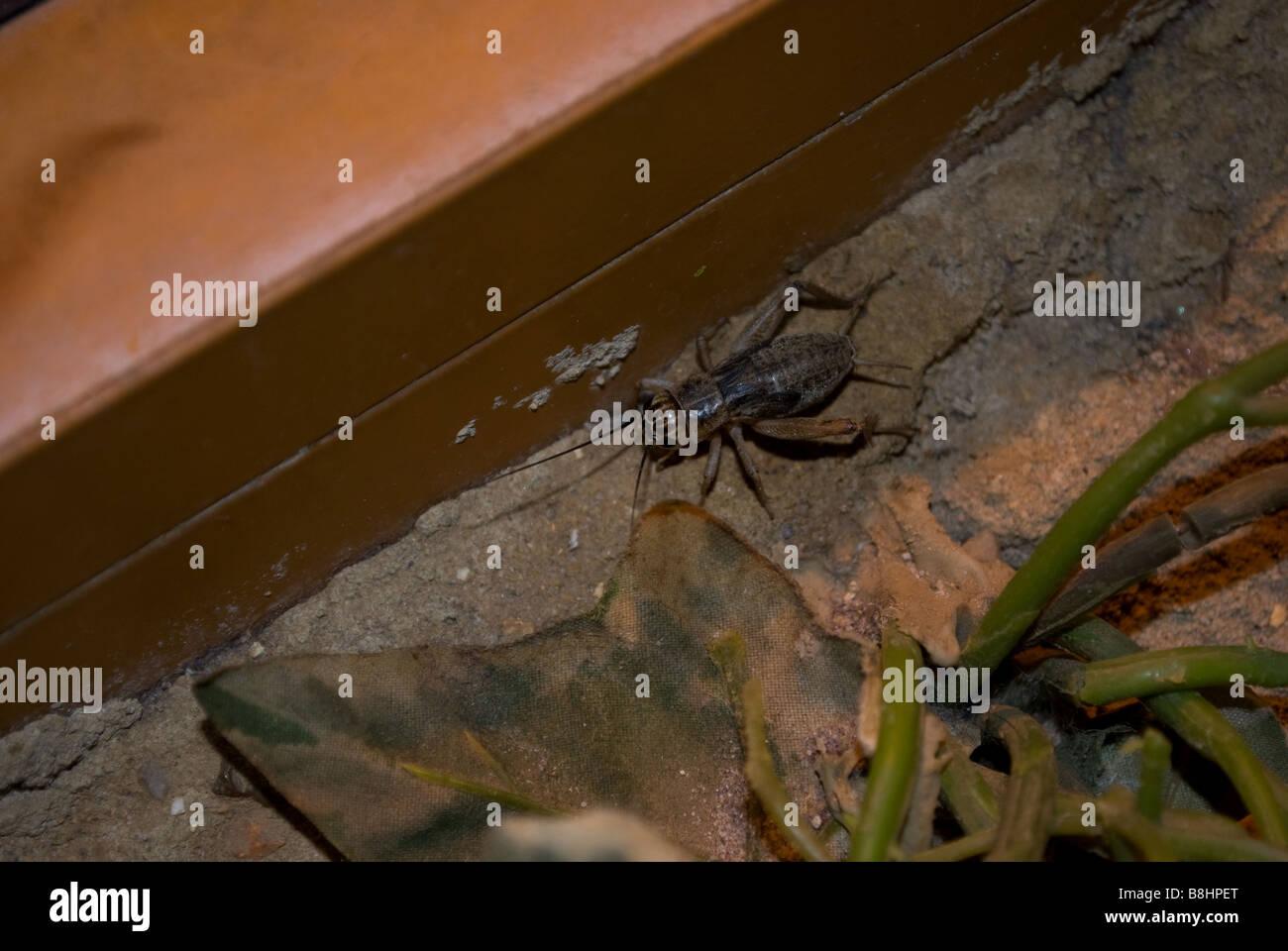 Lizard food at the zoo Stock Photo Alamy