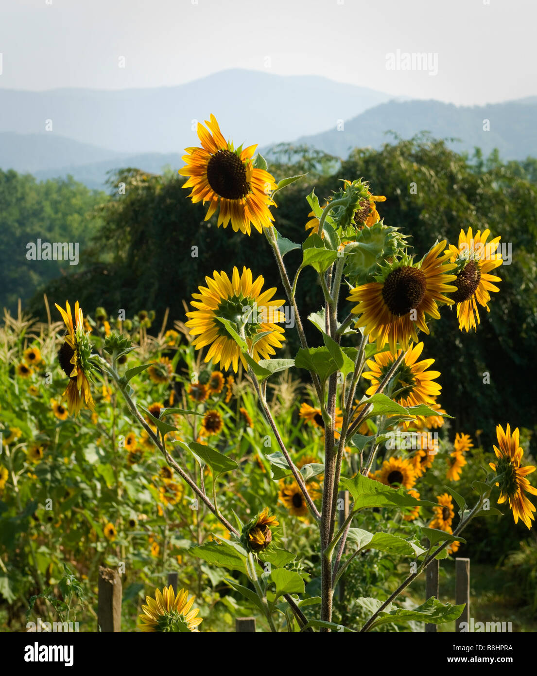 Sunflowers bloom in a vegetable garden on a farm in the mountains of