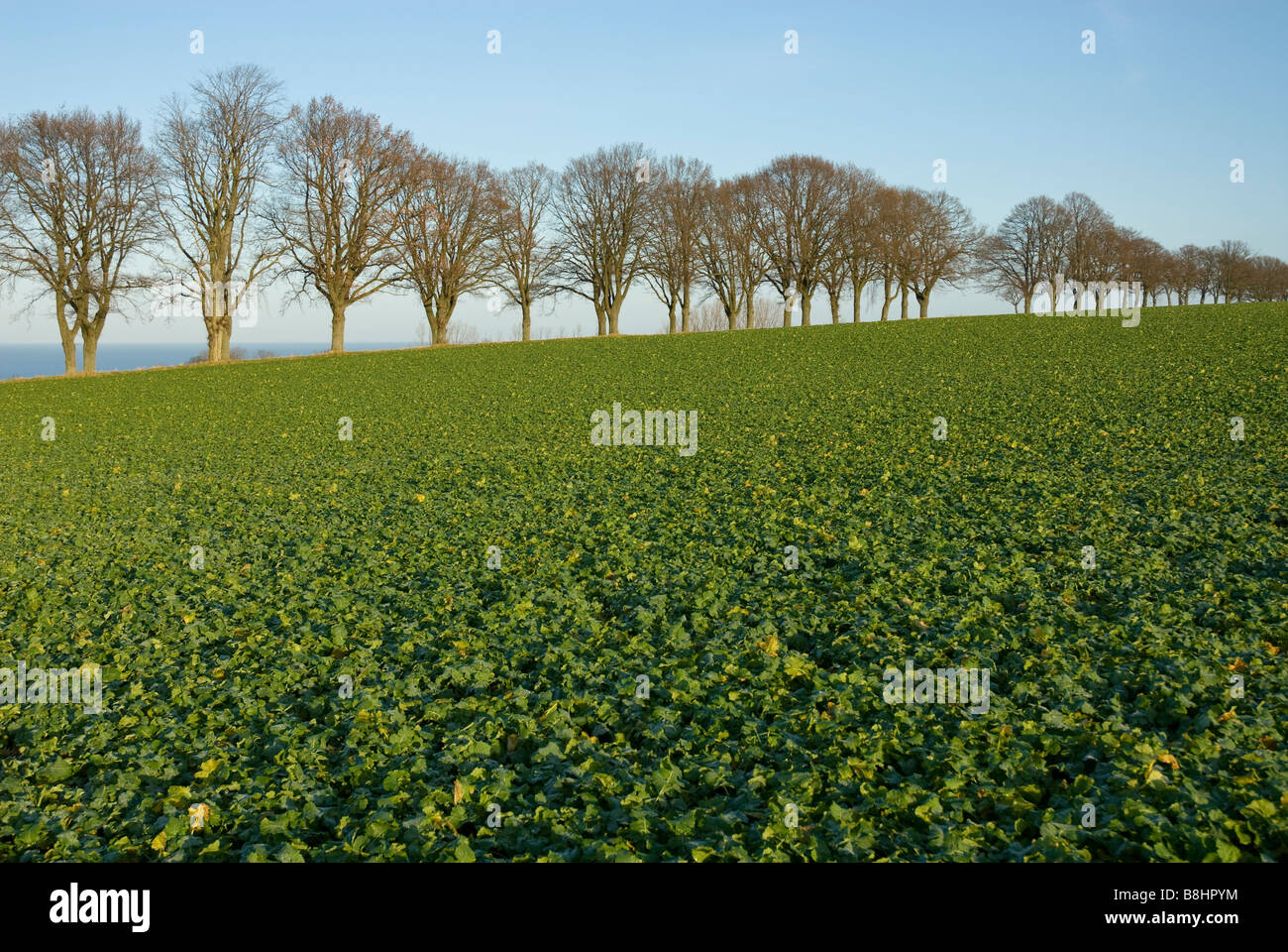 Avenue with farming field in front Stock Photo