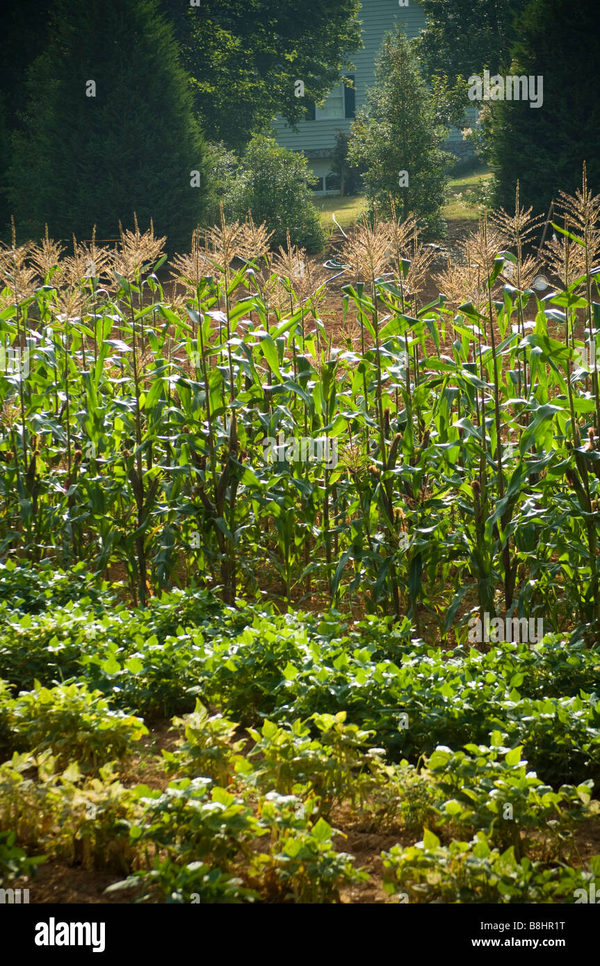 Bean vines hires stock photography and images Alamy