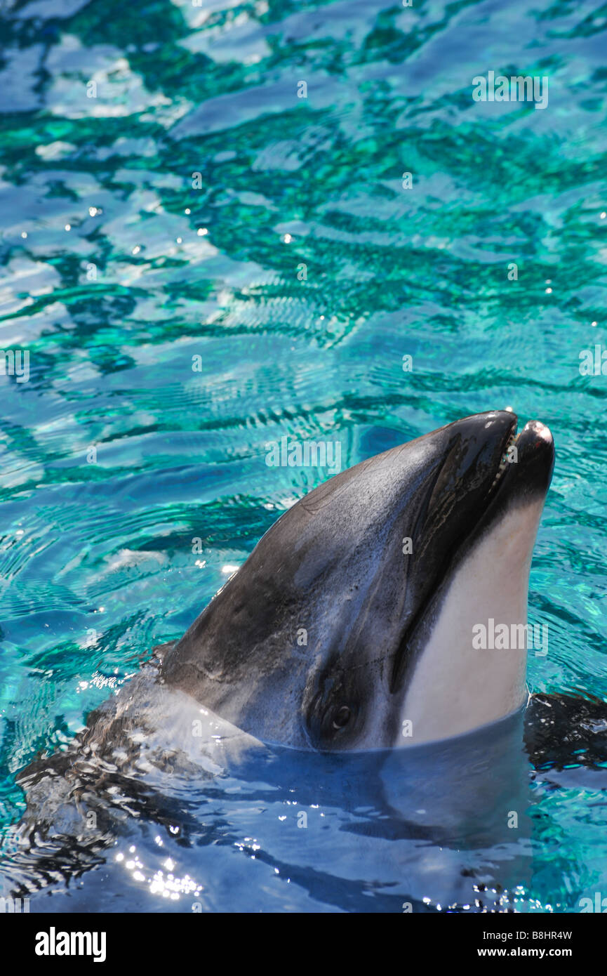 Friendly dolphin (space for copy/text above Stock Photo Alamy
