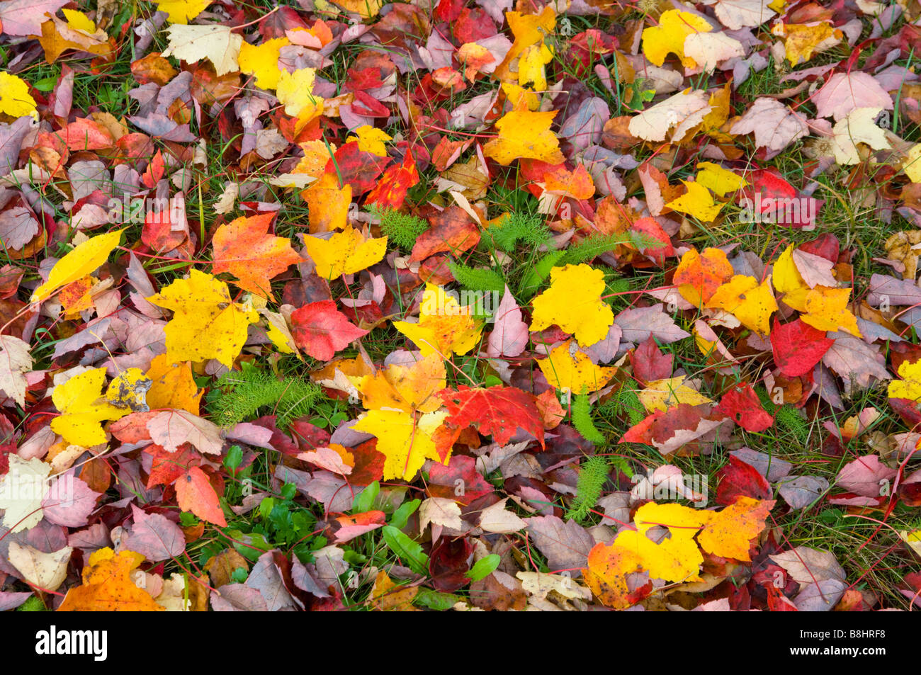 Ground full of leaves hi-res stock photography and images - Alamy
