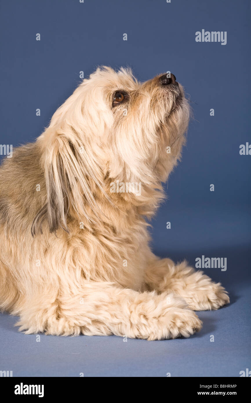 Shih Tzu-Maltese cross dog Stock Photo