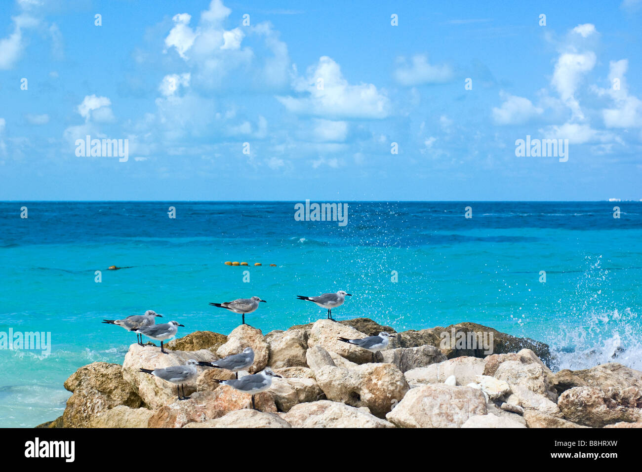 seagulls in caribean beach resort Stock Photo