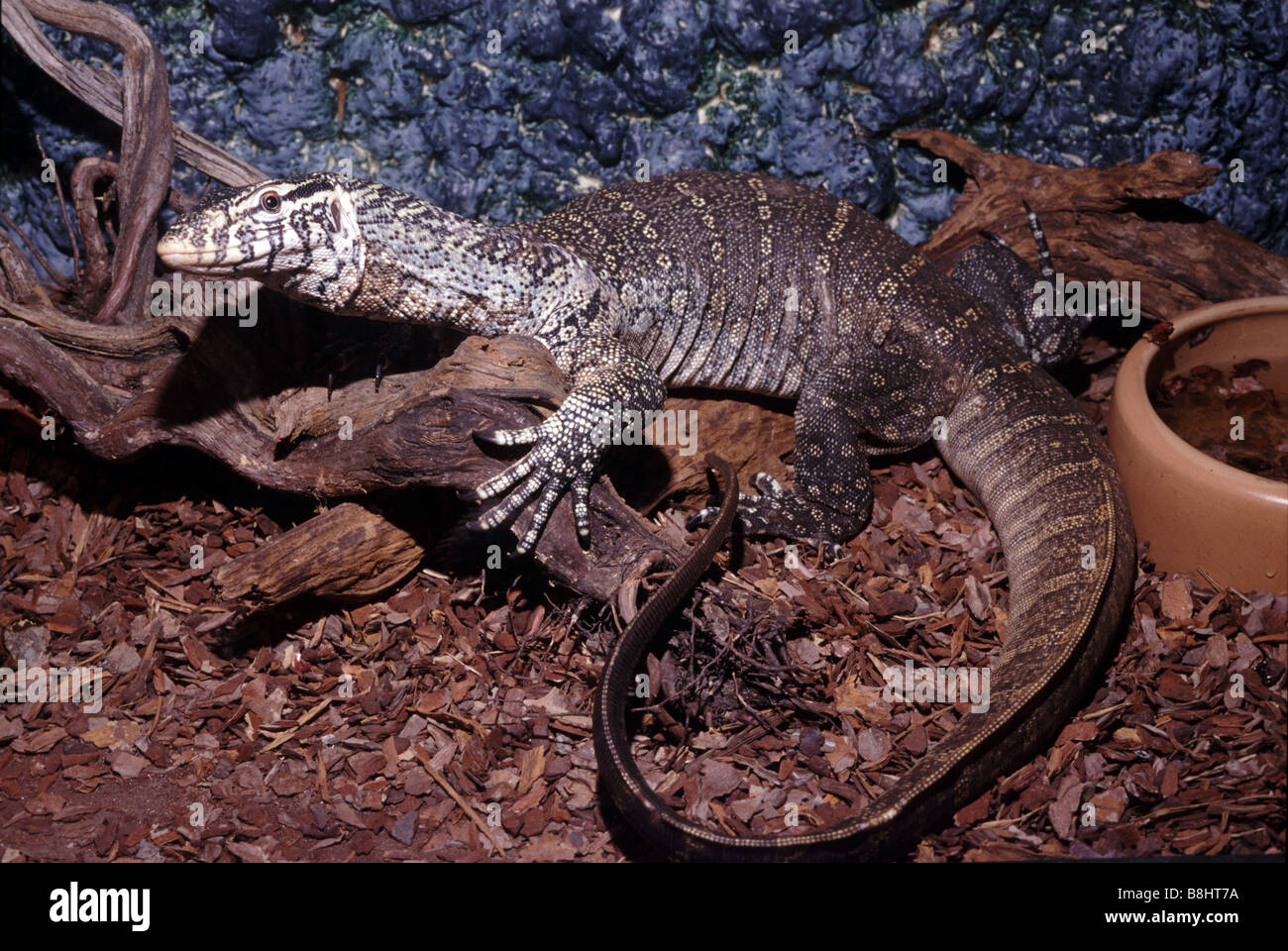 Varanus niloticus Stock Photo