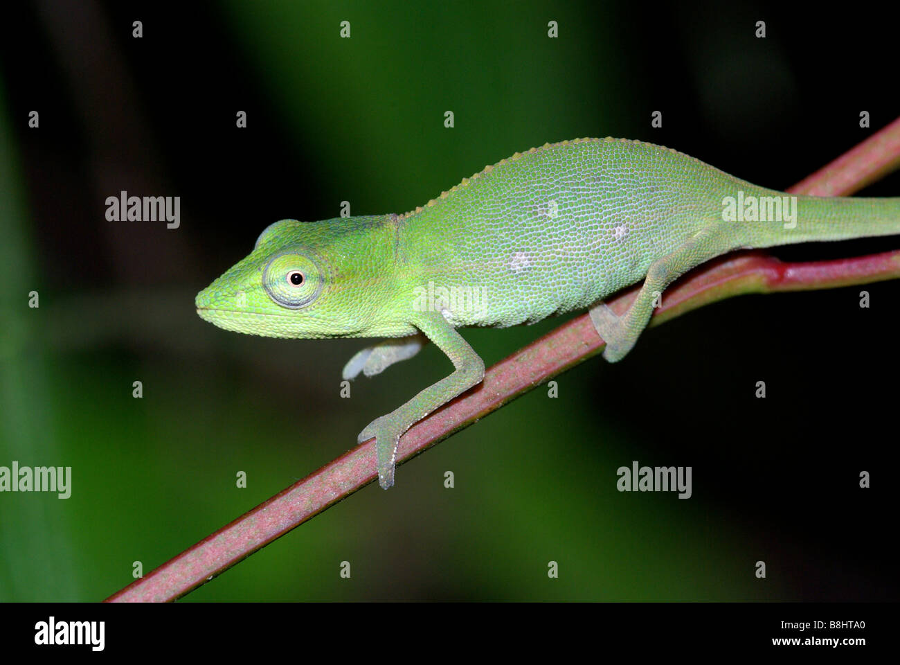 Adult Short-nosed Chameleon on a thin branch at night in Analamazaotra Special Reserve (Perinet), Madagascar. Stock Photo
