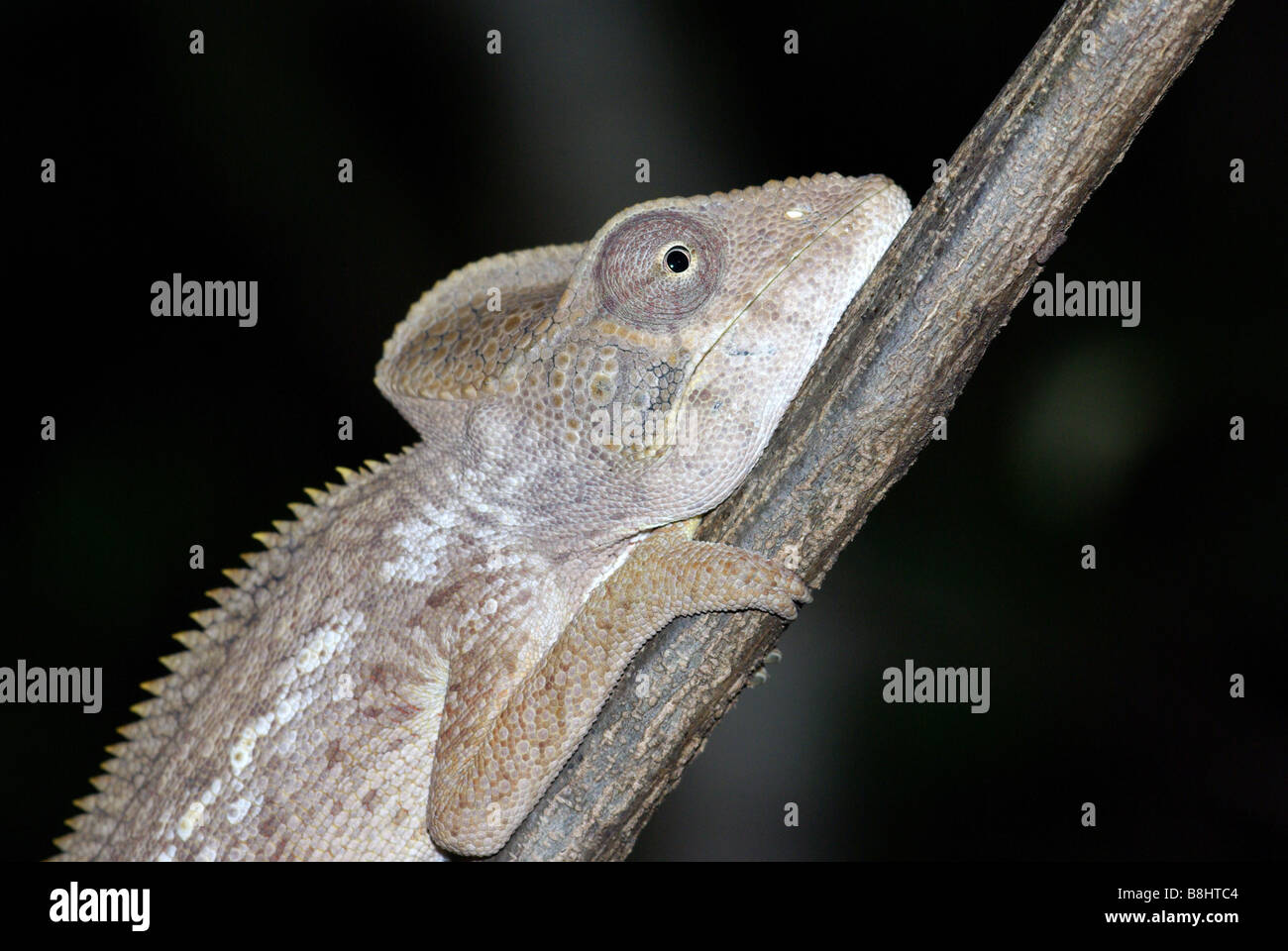 Close-up of head shoulders, and front legs of an adult Oustalet's Chameleon resting in a branch at night. Stock Photo