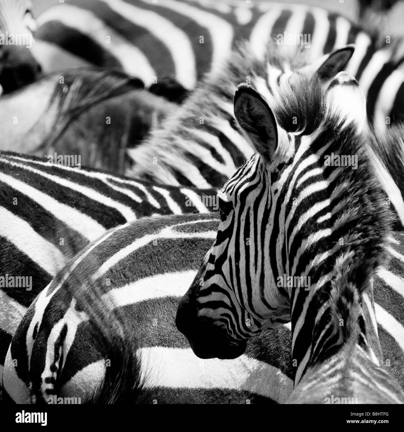 pattern of zebras masai mara kenya Stock Photo