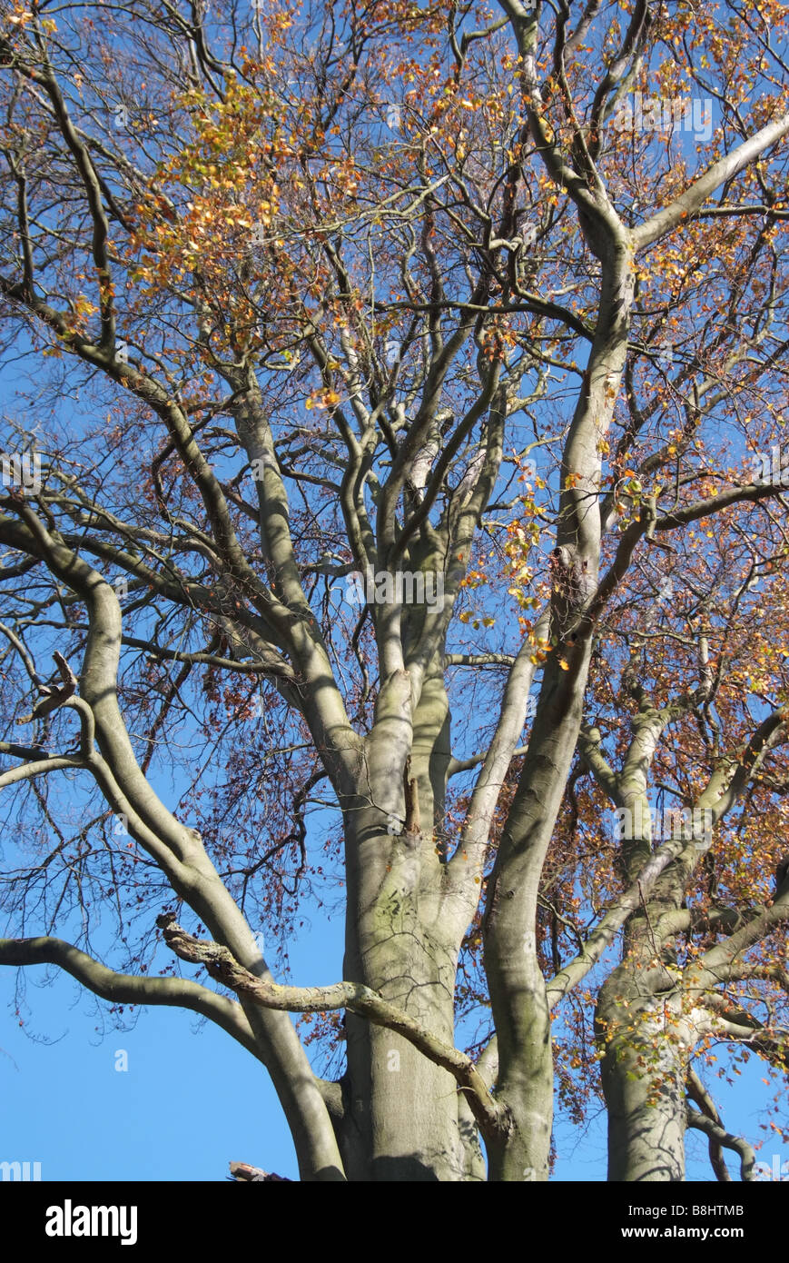 Tree branches in a blue sky Stock Photo - Alamy