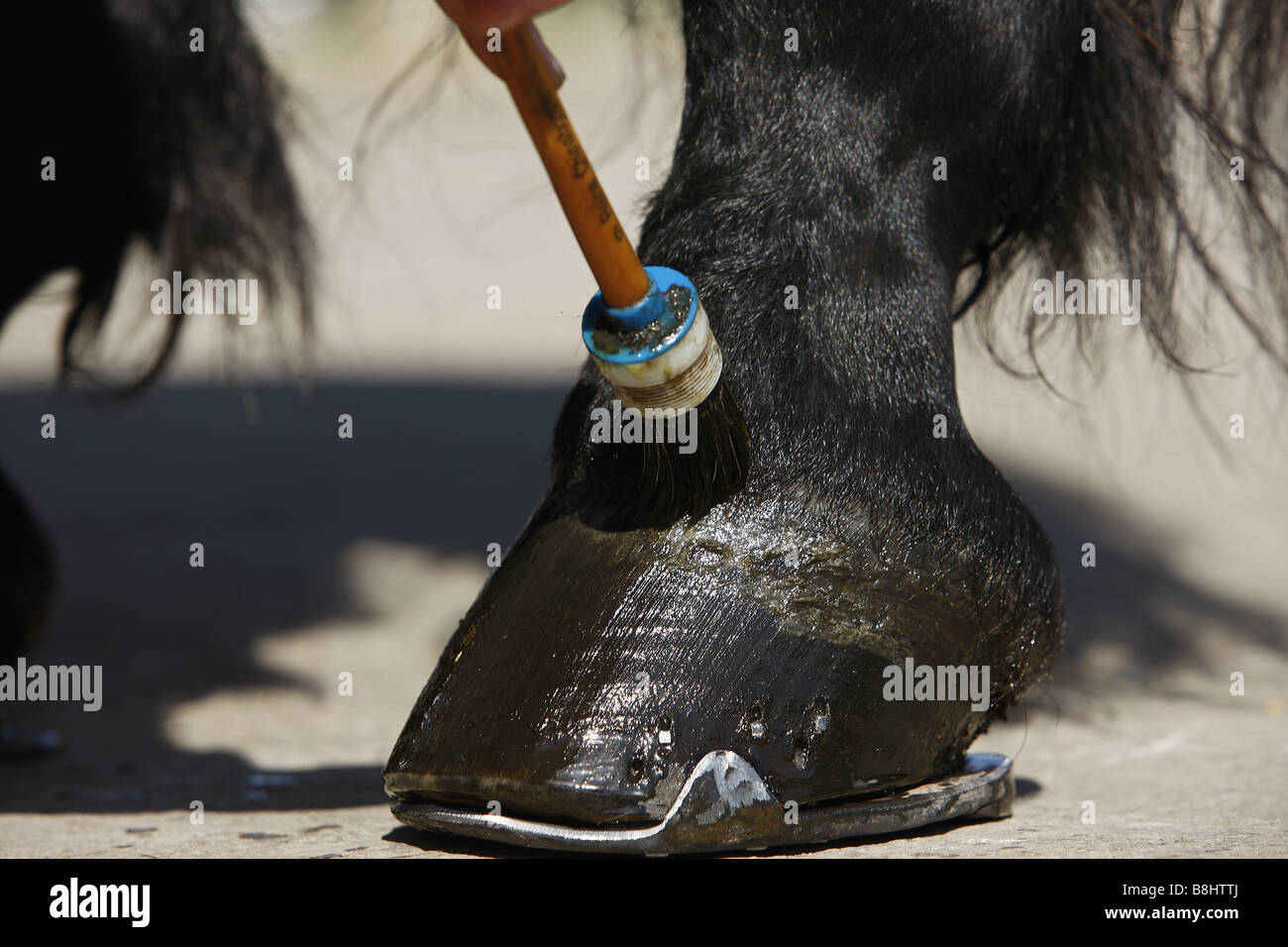putting hoof oil on a hoof Stock Photo