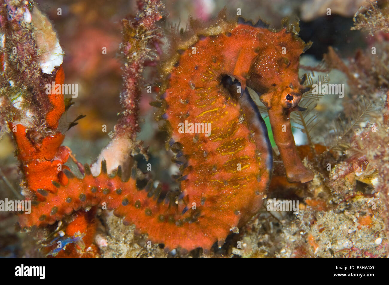 A red seahorse is attached to a piece of sponge on the reef in Sodwana Bay. Stock Photo