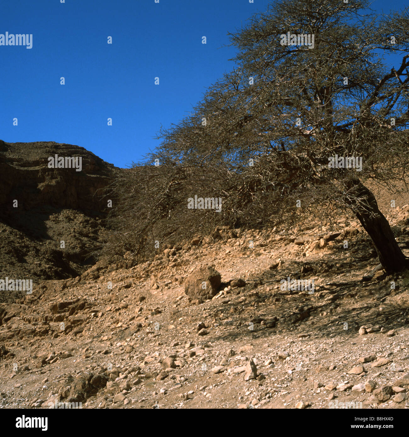 Israel desert tree hi-res stock photography and images - Alamy
