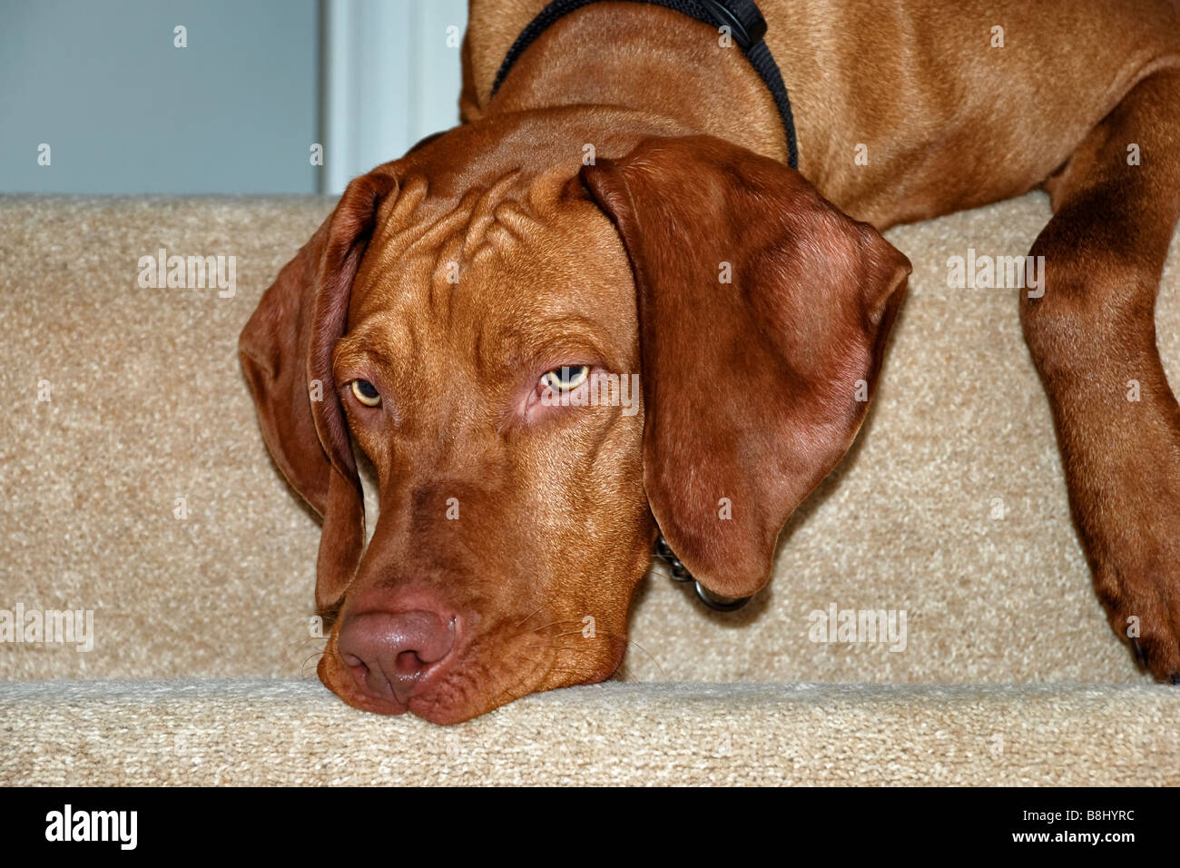 A young hungarian Vizsla dog looking down the top of the stairs and looking a bit forlorn with a frown on his wrinkled face Stock Photo
