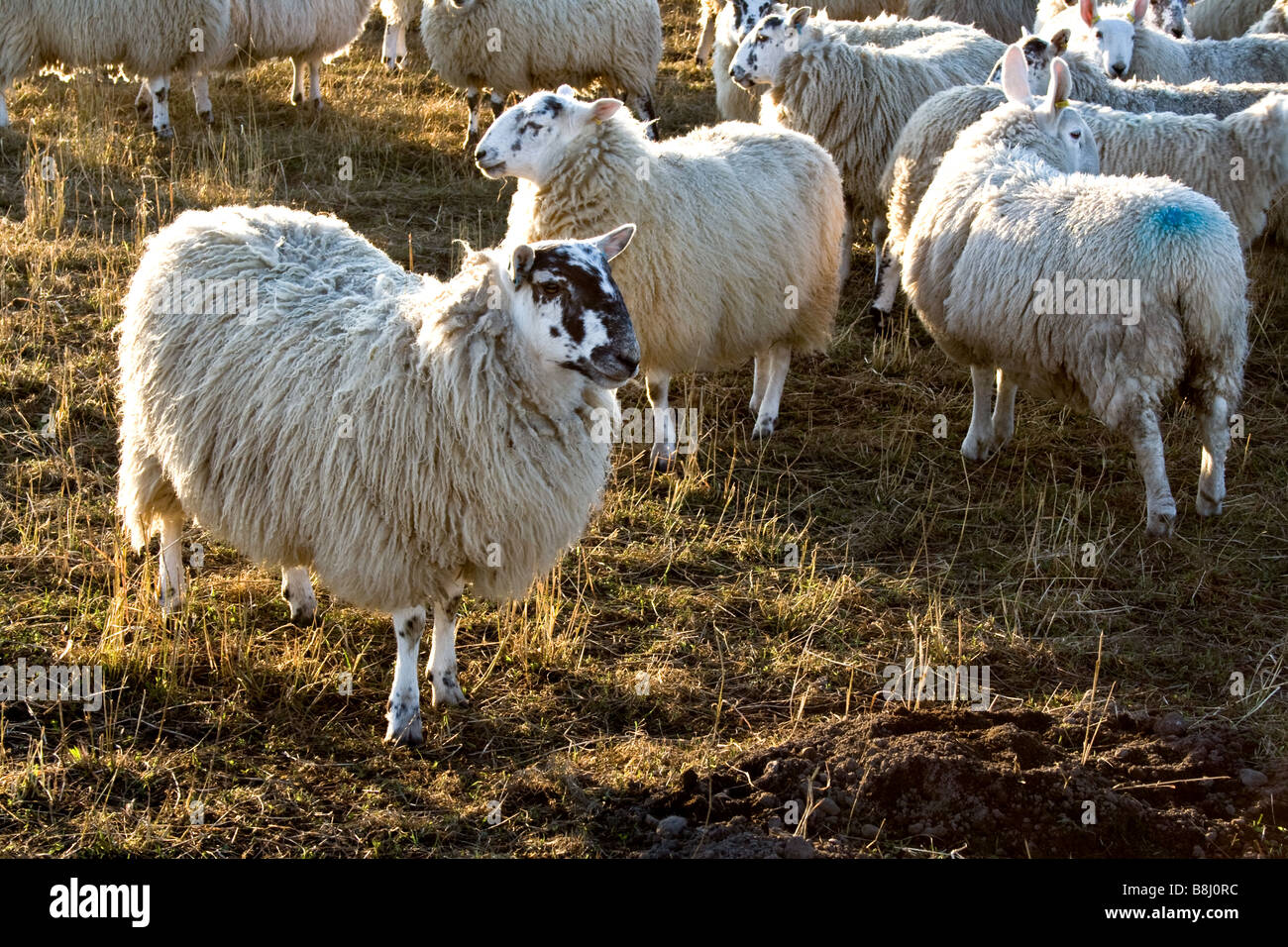 One black faced sheep in a flock of white sheep in a field in Scotland Stock Photo