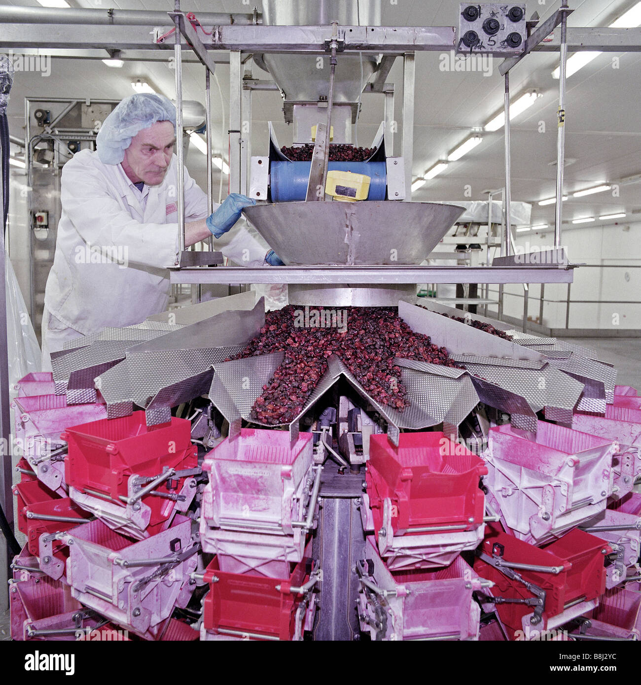 Imported fruit is passed along a production line in a factory to be packaged for retail distribution. Stock Photo