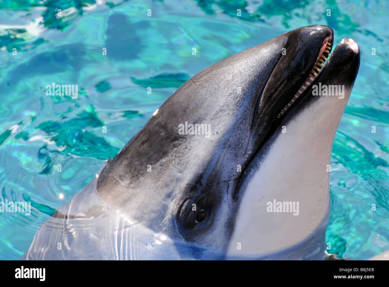 Friendly dolphin Stock Photo